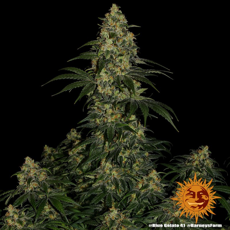 BLUE GELATO 41 · Barneys Farm · semillas de marihuana · Fem