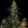 BLUE GELATO 41 · Barneys Farm · semi di canapa · Fem