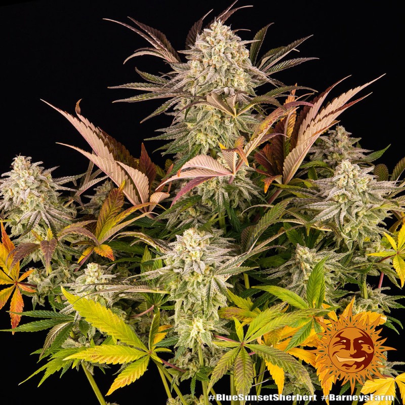 BLUE SUNSET SHERBERT · Barneys Farm · semi di canapa · Fem