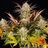 BLUE SUNSET SHERBERT · Barneys Farm · cannabis seeds · Fem