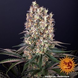 BLUEBERRY OG · Barneys Farm · cannabis seeds · Fem