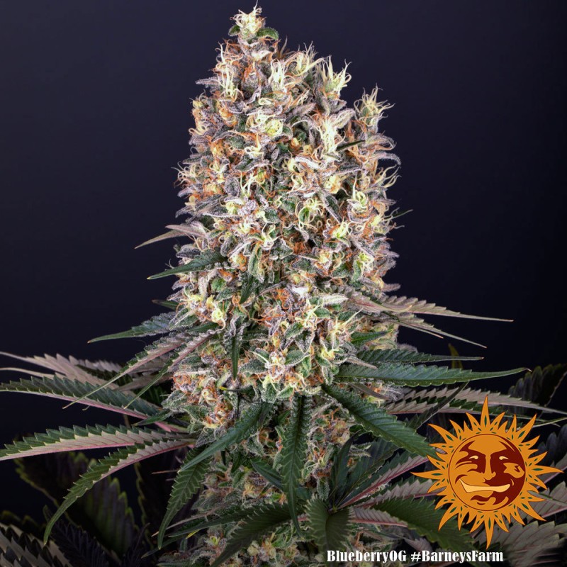 Blueberry OG: Il Classico Blueberry Incontra la Potenza OG | Barney's Farm