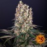 BLUEBERRY OG · Barneys Farm · cannabis seeds · Fem