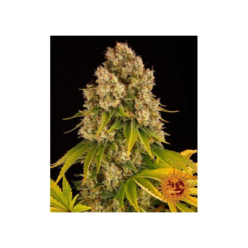 CHEESE AUTO · Barneys Farm · semillas de marihuana · AutoFem