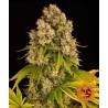 CHEESE AUTO · Barneys Farm · cannabis seeds · AutoFem