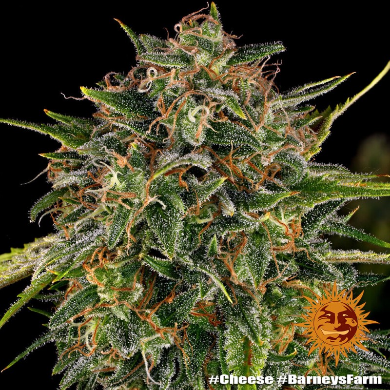 CHEESE · Barneys Farm · cannabis seeds · Fem