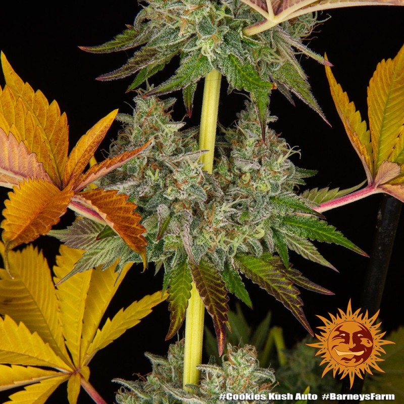 COOKIES KUSH AUTO · Barneys Farm · cannabis seeds · AutoFem