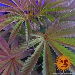 COOKIES KUSH · Barneys Farm · cannabis seeds · Fem