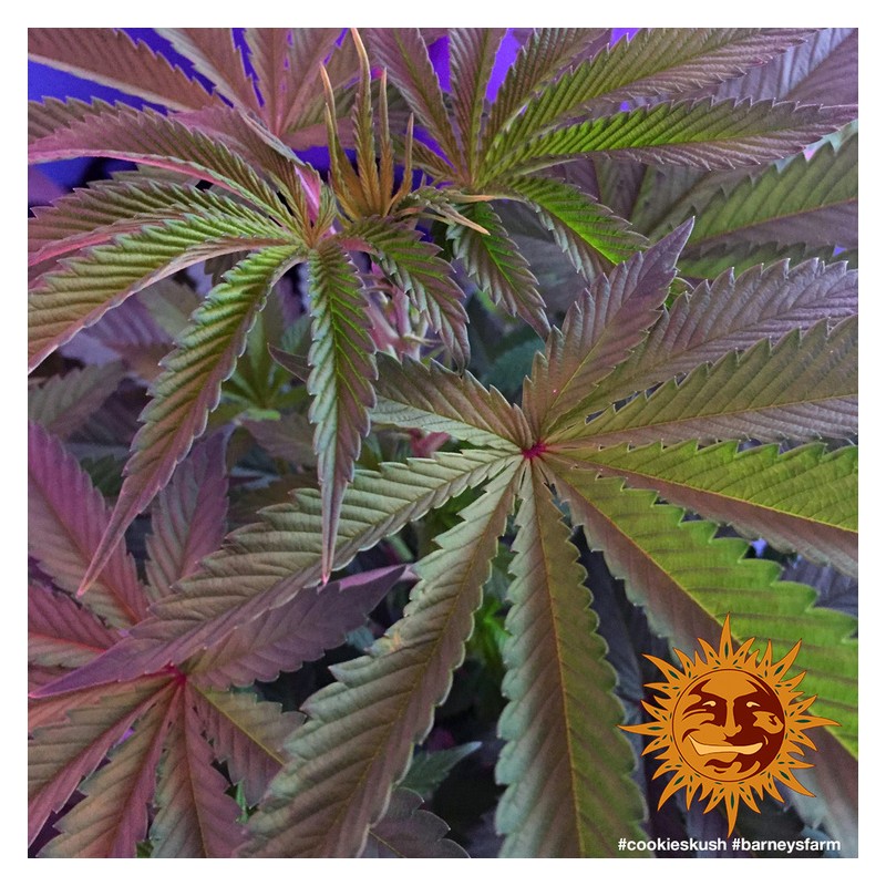 COOKIES KUSH · Barneys Farm · semi di canapa indiana · Fem