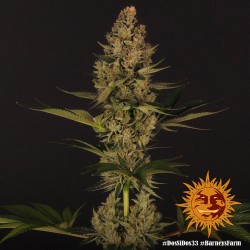 DOS SI DOS 33 · Barneys Farm · semi di canapa