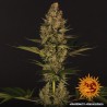 DOS SI DOS 33 · Barneys Farm · semillas de marihuana · Fem