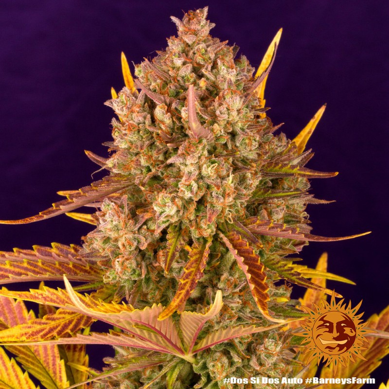 DOS SI DOS AUTO · Barneys Farm · semillas de marihuana · AutoFem