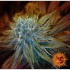 G13 HAZE · Barneys Farm · semillas de marihuana · Fem