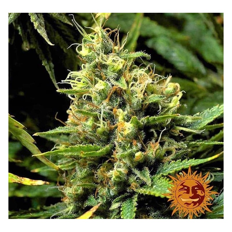 ACAPULCO GOLD · Barneys Farm · cannabis seeds · Fem