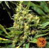 ACAPULCO GOLD · Barneys Farm · semillas de marihuana · Fem