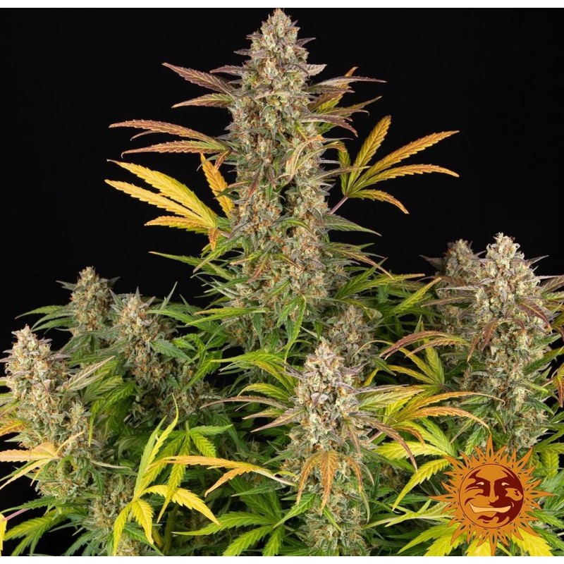 AMNESIA HAZE AUTO · Barneys Farm · semillas de marihuana · AutoFem