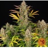AMNESIA HAZE AUTO · Barneys Farm · semillas de marihuana · AutoFem