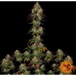 Amnesia Lemon | Barney's Farm