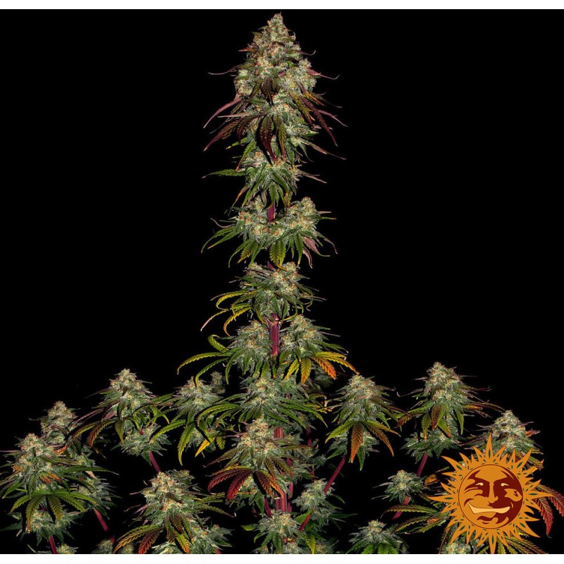 Amnesia Lemon | Barney's Farm