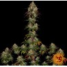 Amnesia Lemon – Semi Femminizzati Barney’s Farm