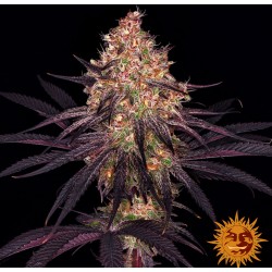 AYAHUASCA PURPLE · Barneys Farm · semi di canapa · Fem
