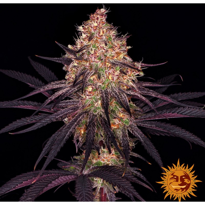 AYAHUASCA PURPLE · Barneys Farm · semi di canapa · Fem