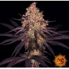 AYAHUASCA PURPLE · Barneys Farm · semi di canapa · Fem