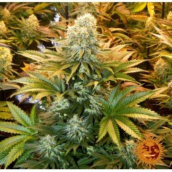 BANANA PUNCH · Barneys Farm · semillas de marihuana · Fem