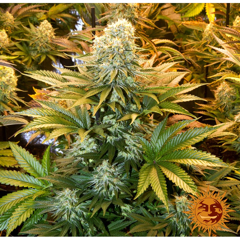 BANANA PUNCH · Barneys Farm · semillas de marihuana · Fem