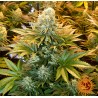 BANANA PUNCH · Barneys Farm · semillas de marihuana · Fem