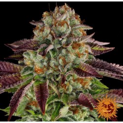 BISCOTTI MINTZ · Barneys Farm · semillas de marihuana · Fem