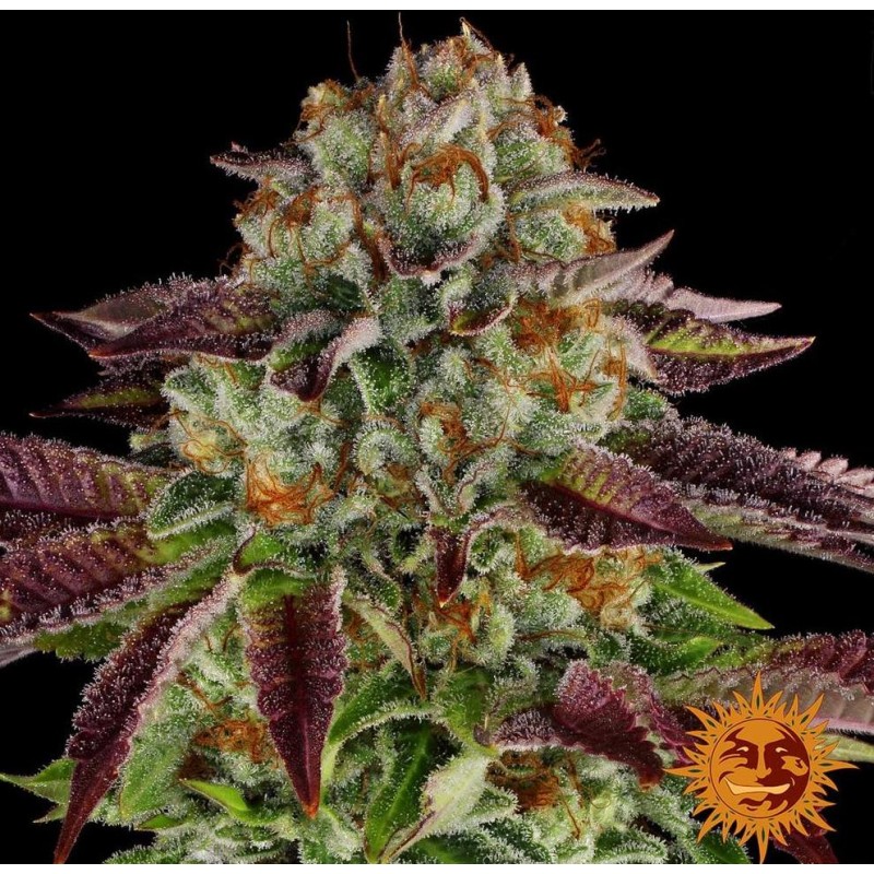 BISCOTTI MINTZ · Barneys Farm · semillas de marihuana · Fem