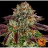 BISCOTTI MINTZ · Barneys Farm · semi di canapa  · Fem