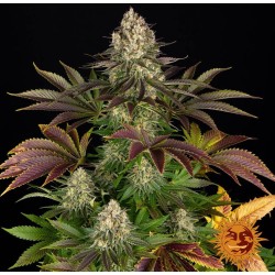 BISCOTTI · Barneys Farm · cannabis seeds · Fem