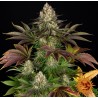 BISCOTTI· Barneys Farm · semi di canapa · Fem