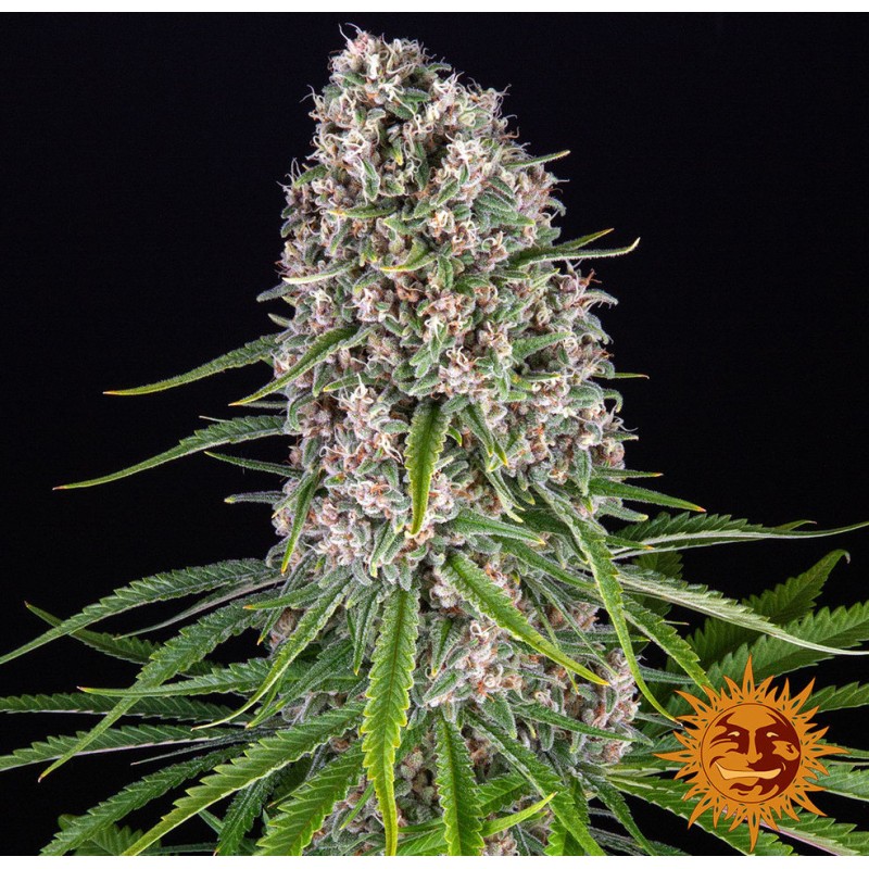 BLUE CHEESE · Barneys Farm · semillas de marihuana · Fem