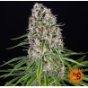 BLUE CHEESE · Barneys Farm · semillas de marihuana · Fem