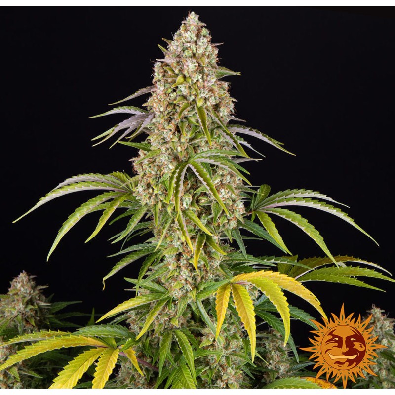 CRITICAL KUSH AUTO · Barneys Farm · semi di canapa  · AutoFem