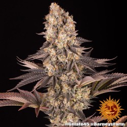 GELATO 45 · Barneys Farm · semi di canapa  · Fem