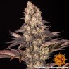 GELATO 45 · Barneys Farm · cannabis seeds · Fem