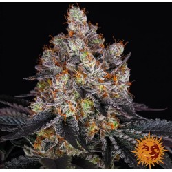GELATO · Barneys Farm · cannabis seeds · Fem