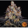 GELATO · Barneys Farm · semi di canapa · Fem