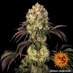 GLOOKIES · Barneys Farm · semillas de marihuana · Fem