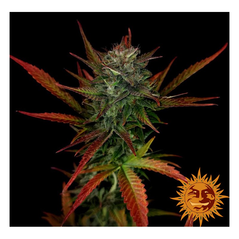 GLUE GELATO AUTO · Barneys Farm · semillas de marihuana · AutoFem