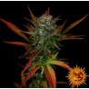 GLUE GELATO AUTO · Barneys Farm · semillas de marihuana · AutoFem