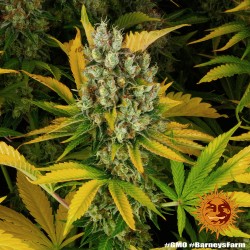 GMO · Barneys Farm · cannabis seeds · Fem