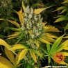 GMO · Barneys Farm · cannabis seeds · Fem