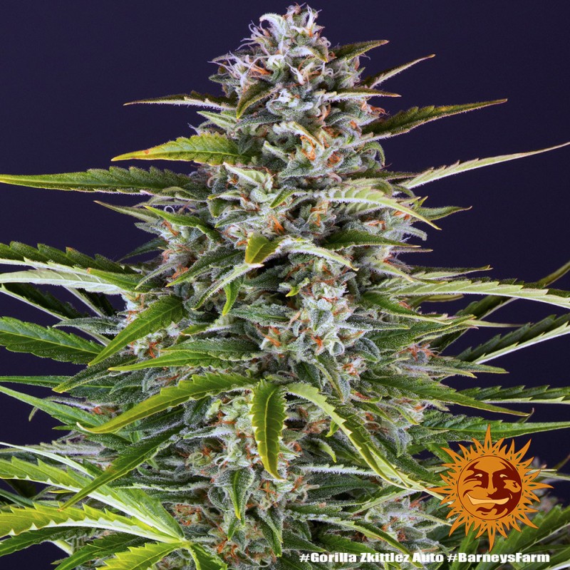 GORILLA ZKITTLEZ AUTO · Barneys Farm · semillas de marihuana · AutoFem