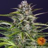 GORILLA ZKITTLEZ AUTO · Barneys Farm · semillas de marihuana · AutoFem