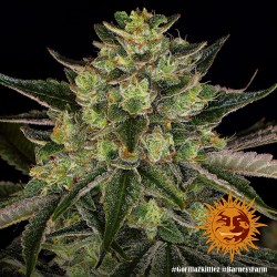 GORILLA ZKITTLEZ · Barneys Farm · cannabis seeds · Fem